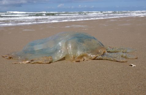 Foto van reuze kwal op strand | Ecomare