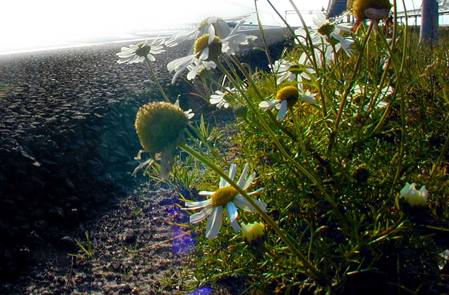 asfalt-stikstof-bloemen