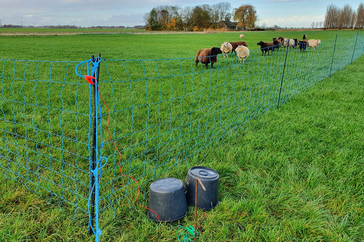 bescherming-netten-schapen-wolf