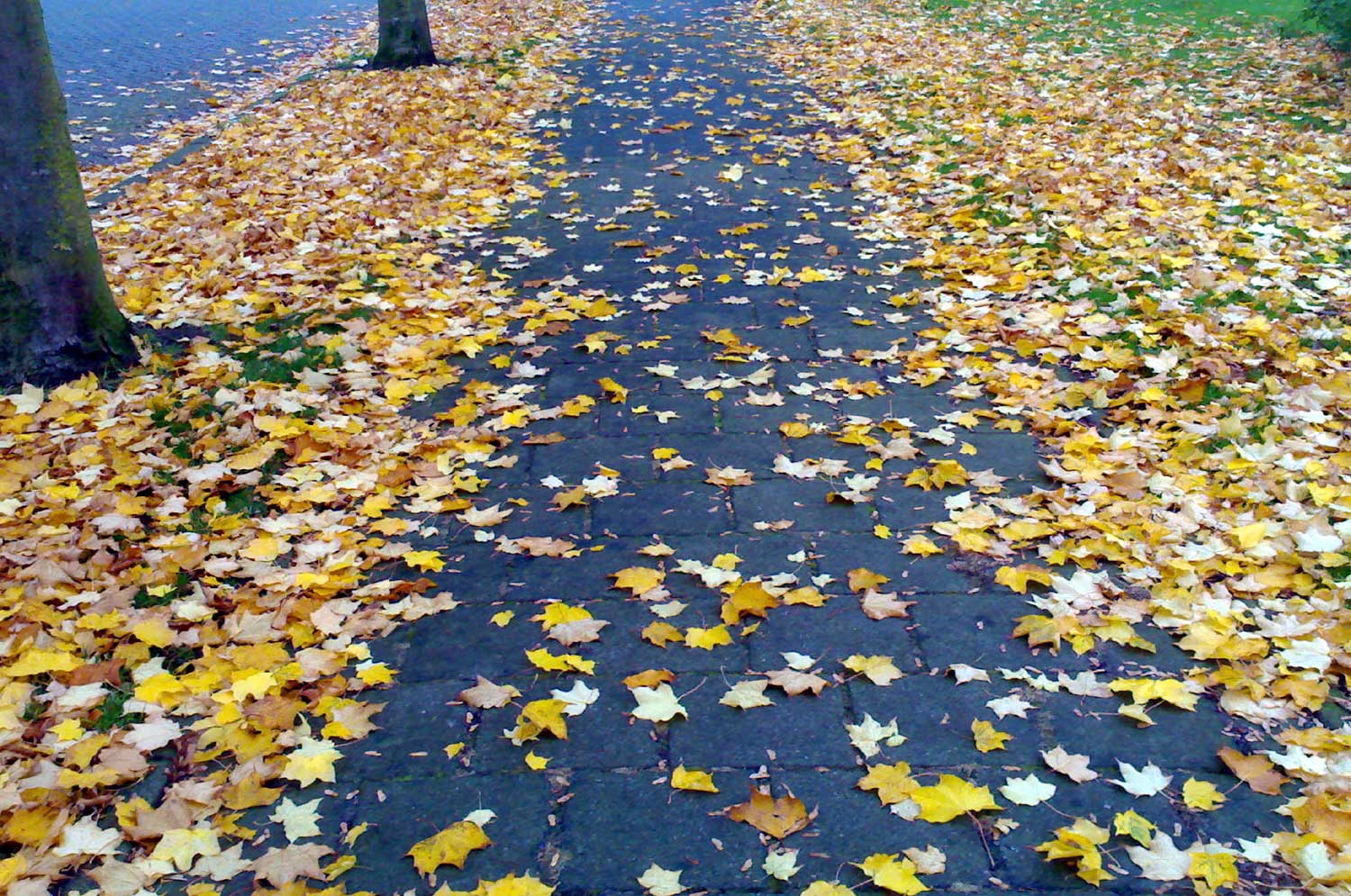 bladeren-herfst