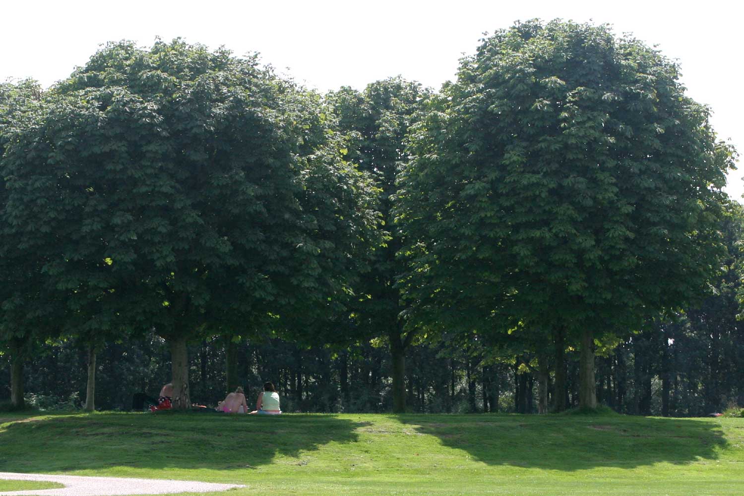 bomen-zomer-zon-schaduw