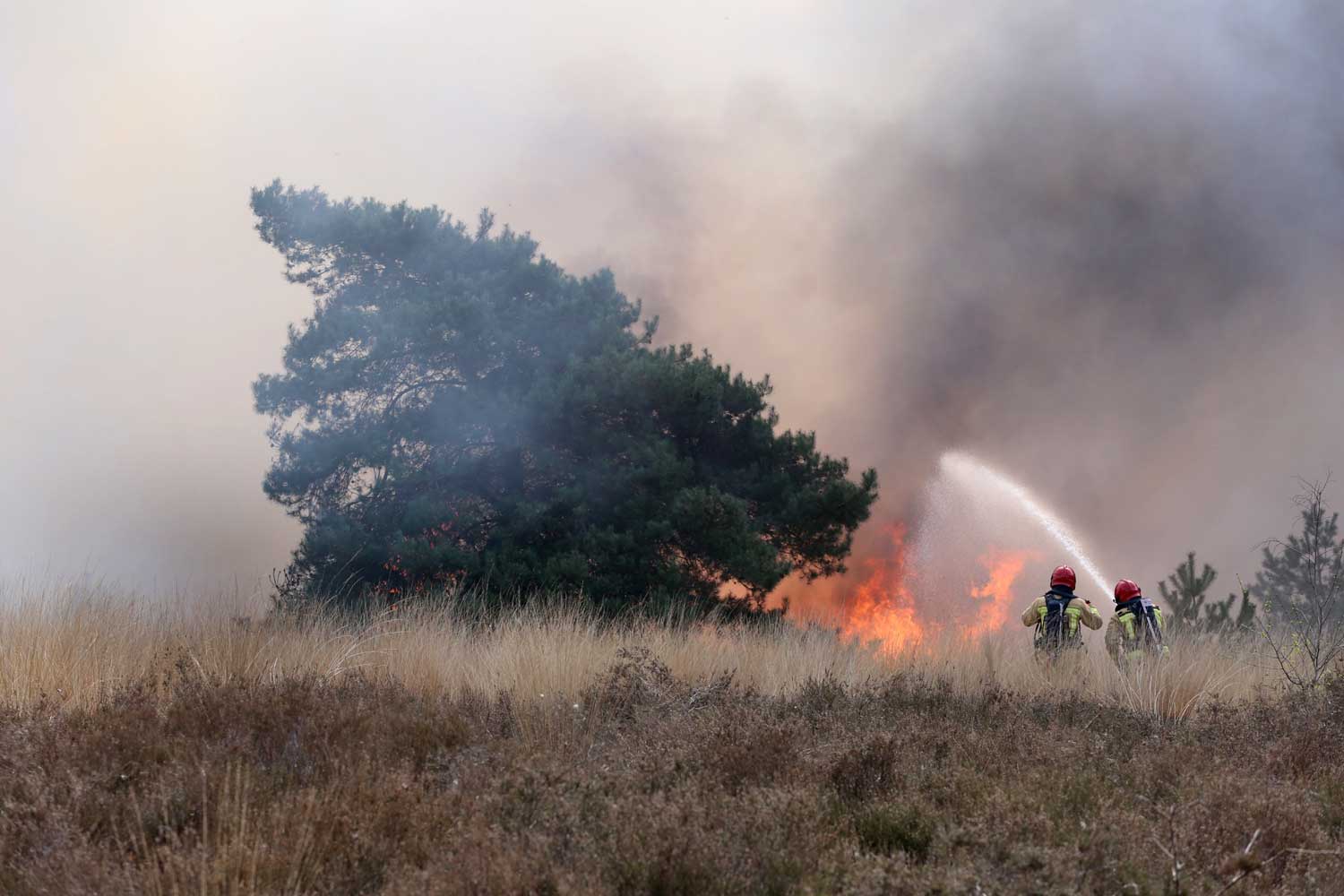 brand-heide-natuur