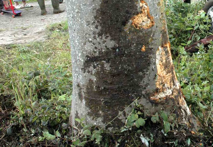 Man (37) overleden na botsing tegen boom in Sittard