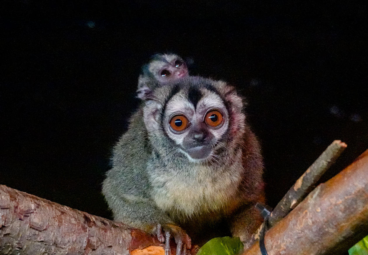 Doeroecoeli geboren in DierenPark Amersfoort