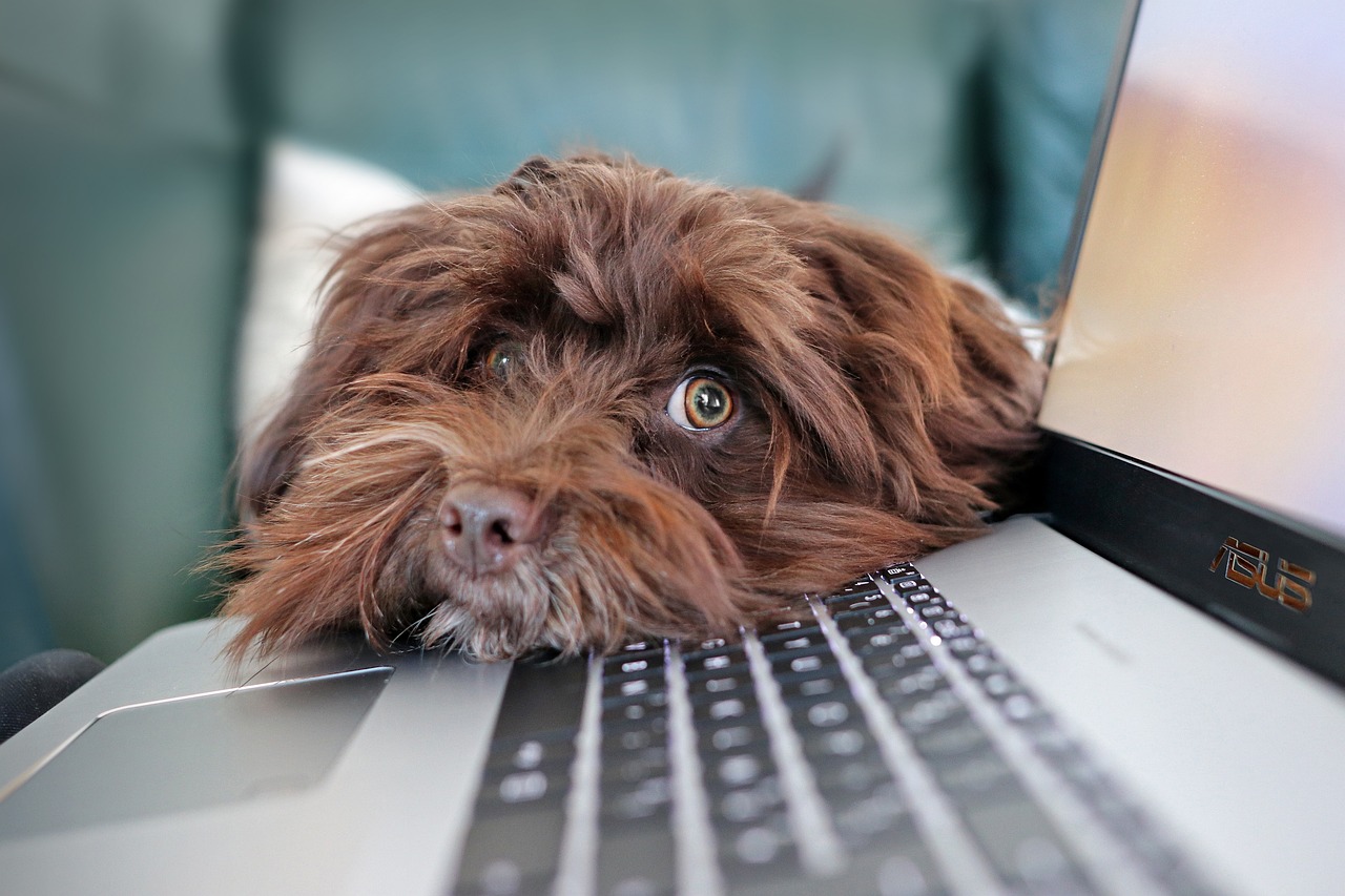 Hond bij laptop