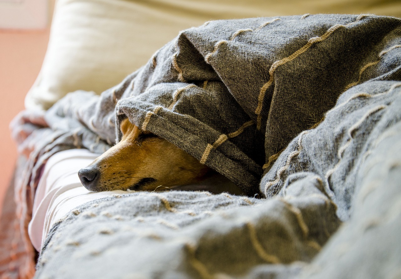 Hond in bed