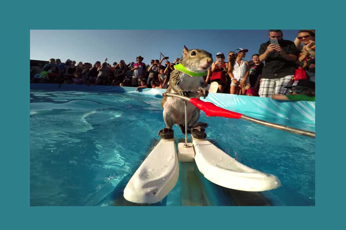 Eekhoorn maakt zich niet druk om de warmte en gaat waterskiën 