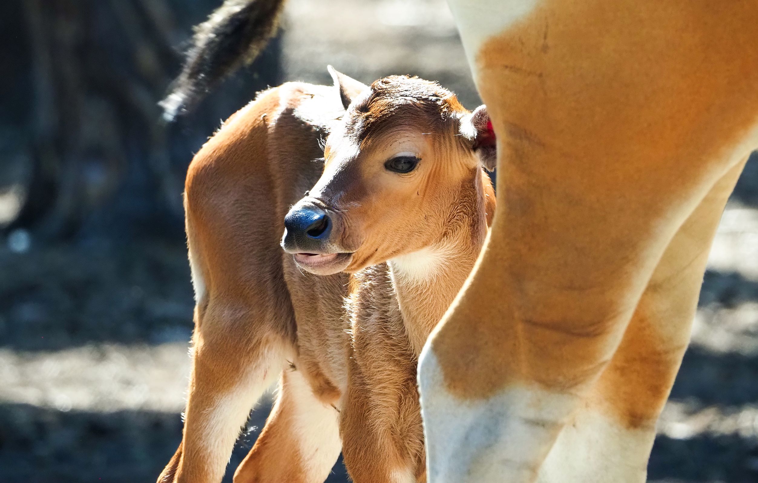 Batang stier geboren