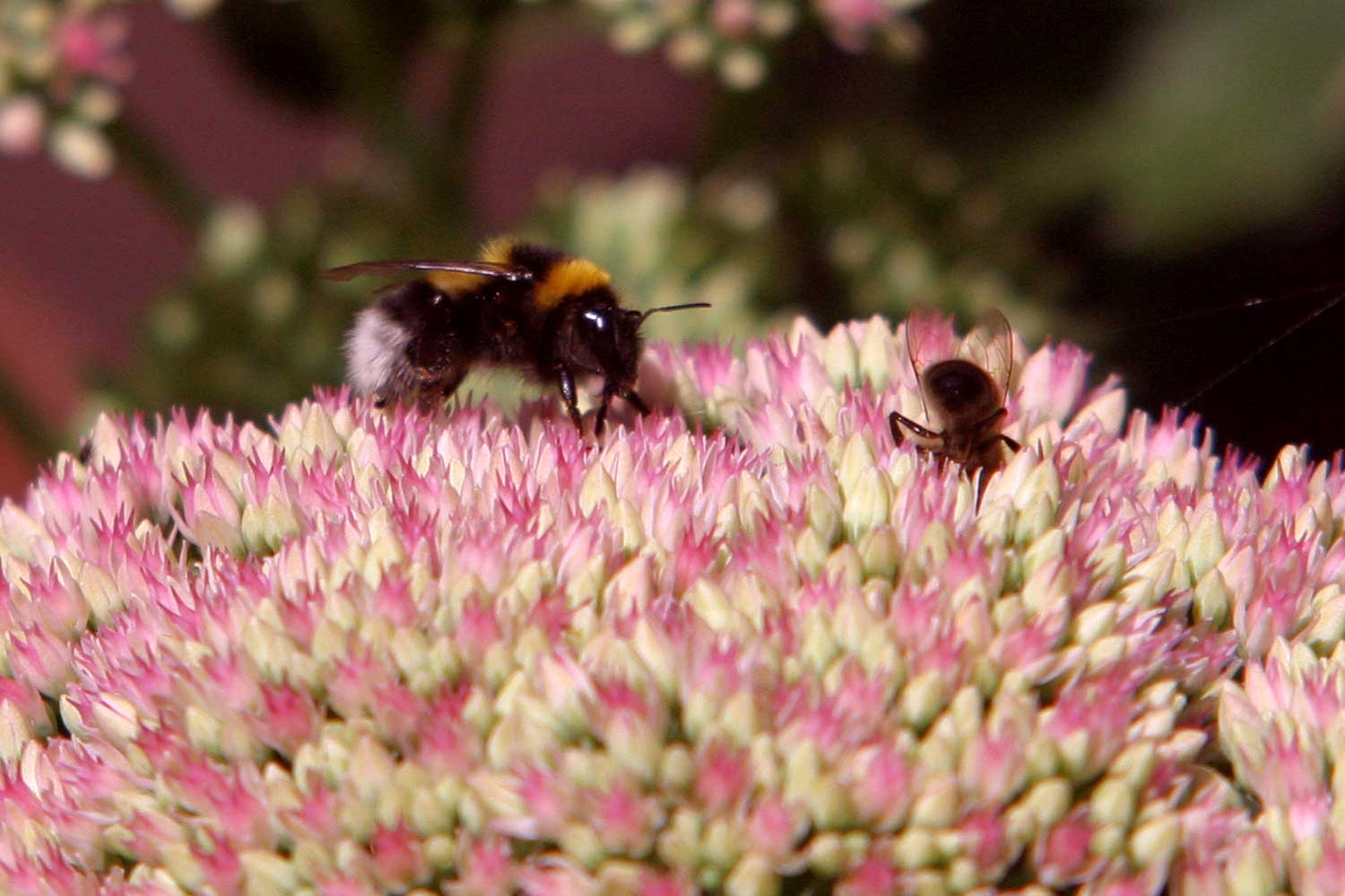 hommel-bij-bloem-natuur