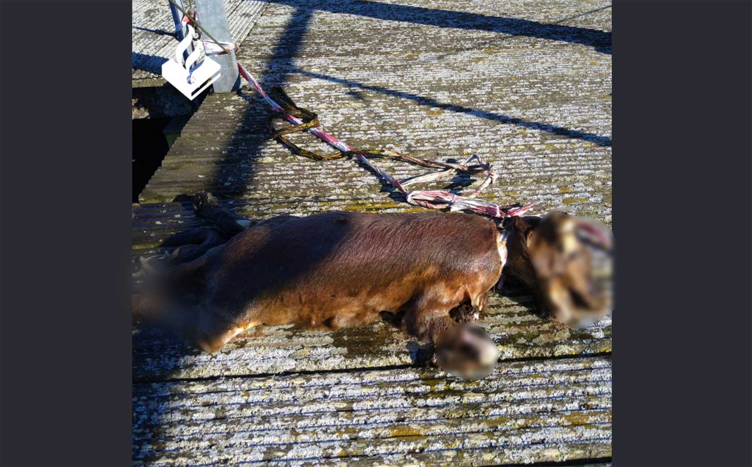 hond-dood-lint-nek-Sloterparkbad