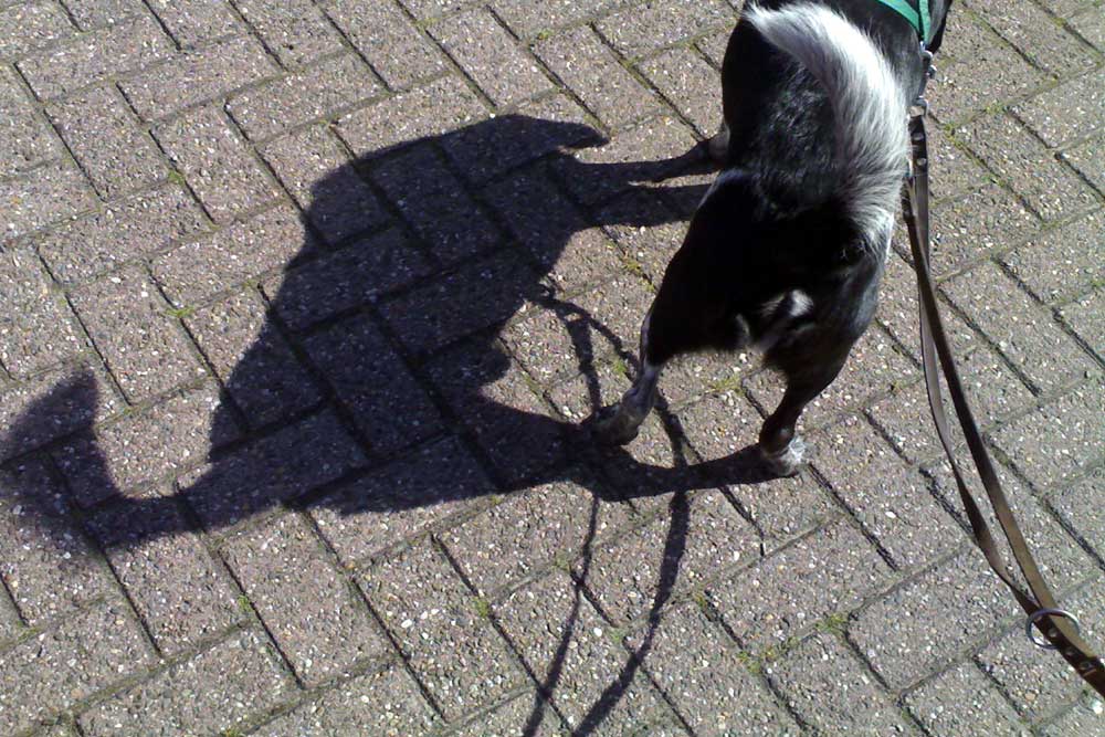 Foto van hond in de zon | Archief EHF