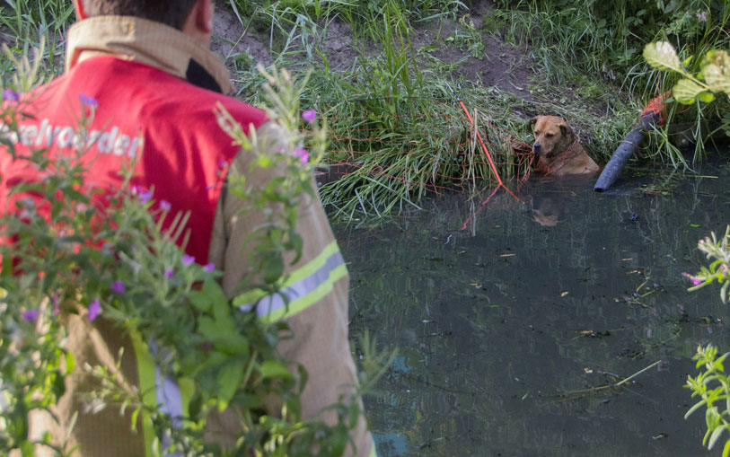 hond te water