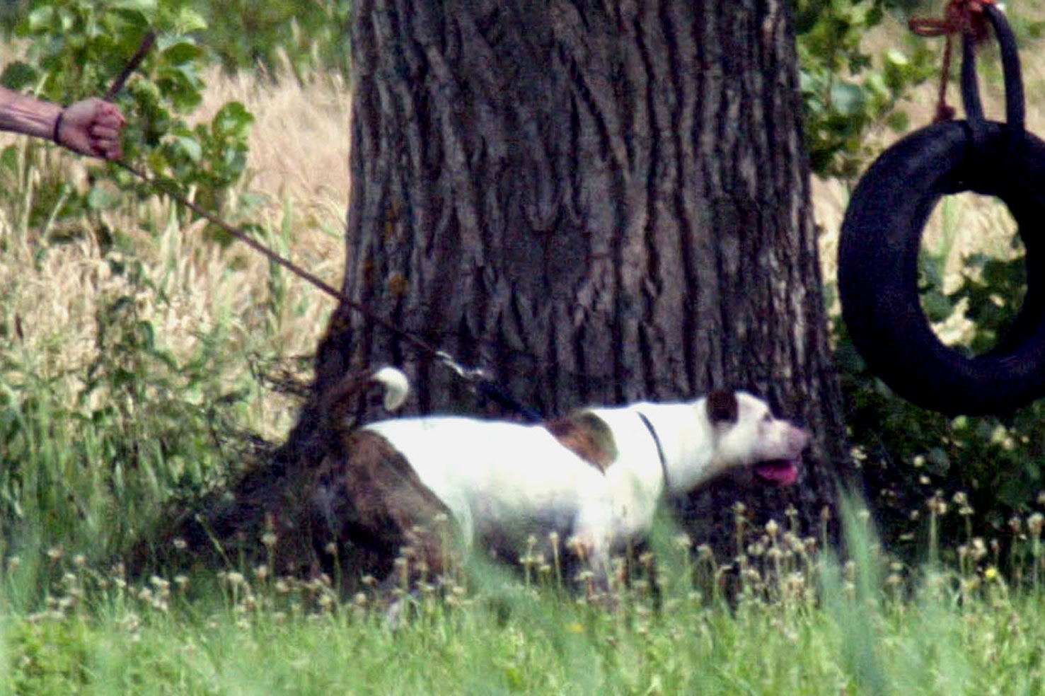 Politie schiet agressieve hond dood bij dorpsfeest 