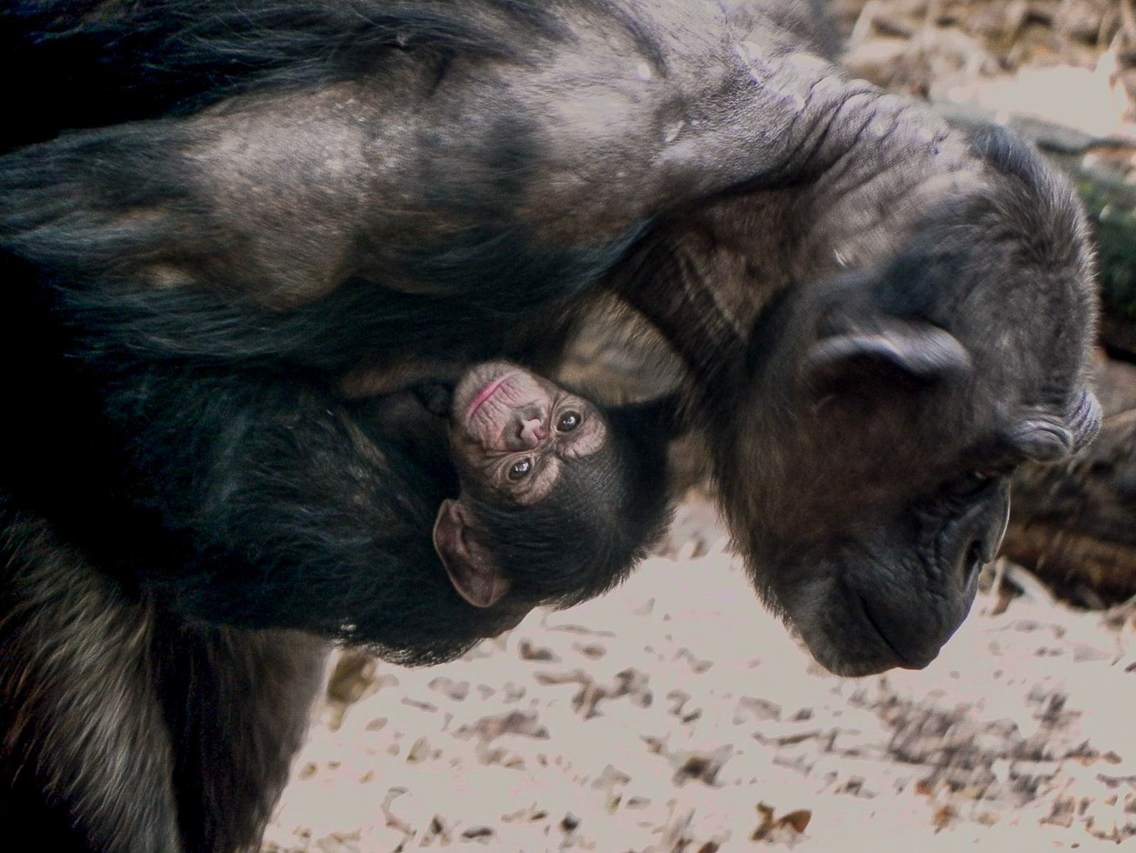 Chimpansee jong bij moeder