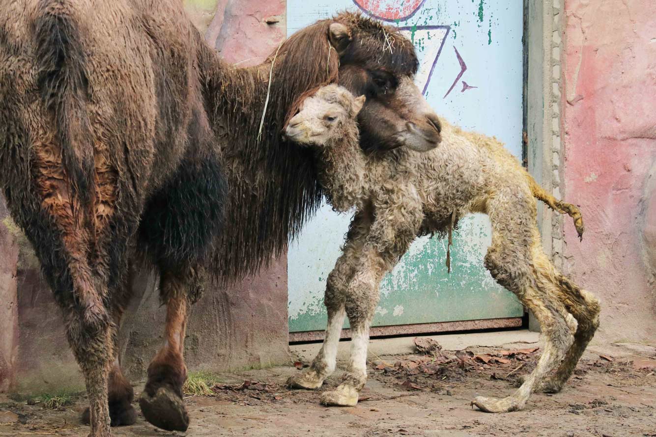 Kameeltje geboren in DierenPark Amersfoort