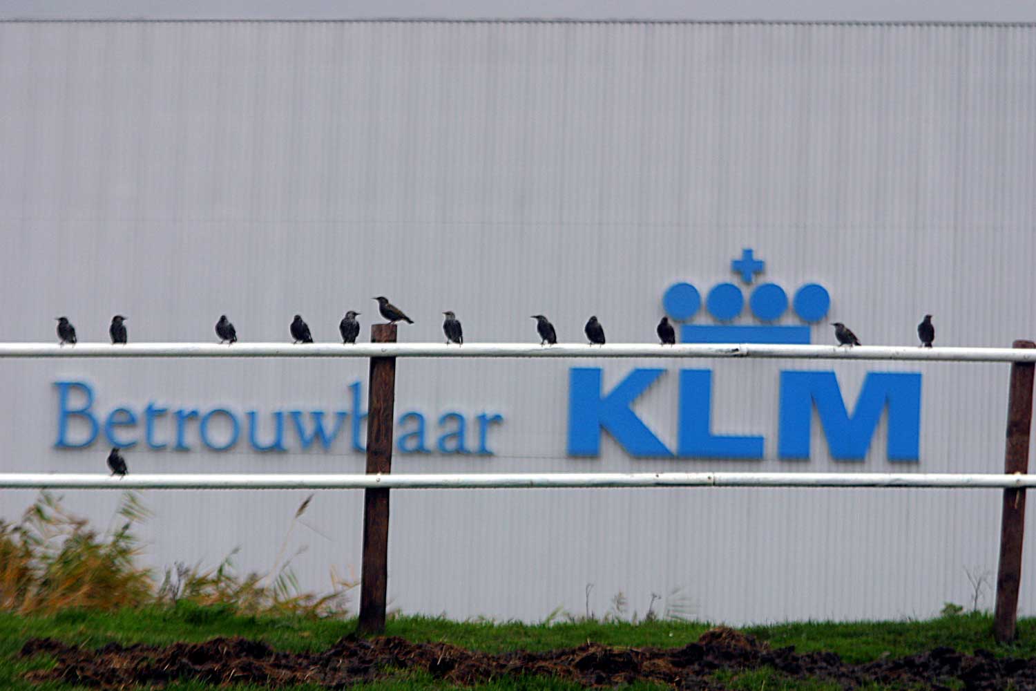 klm-hangar-vogels-betrouwbaar