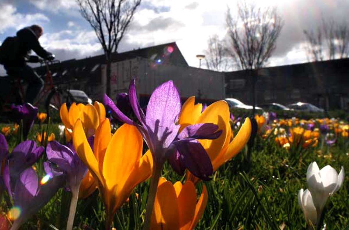 krokus-lente-zon-fietser-sporten