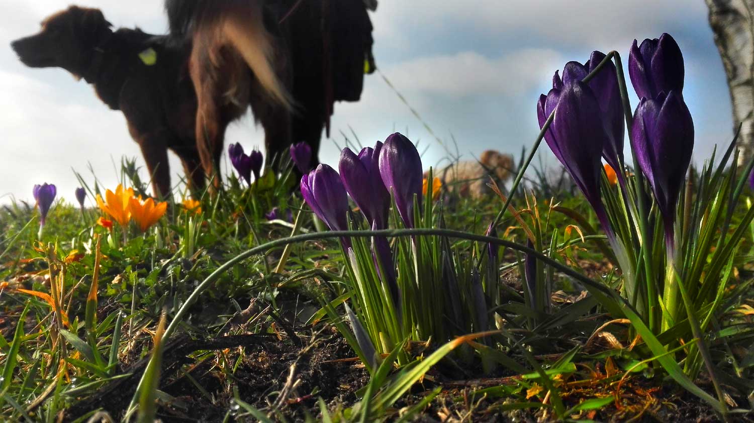 lente-krokus-hond-zon-temperatuur