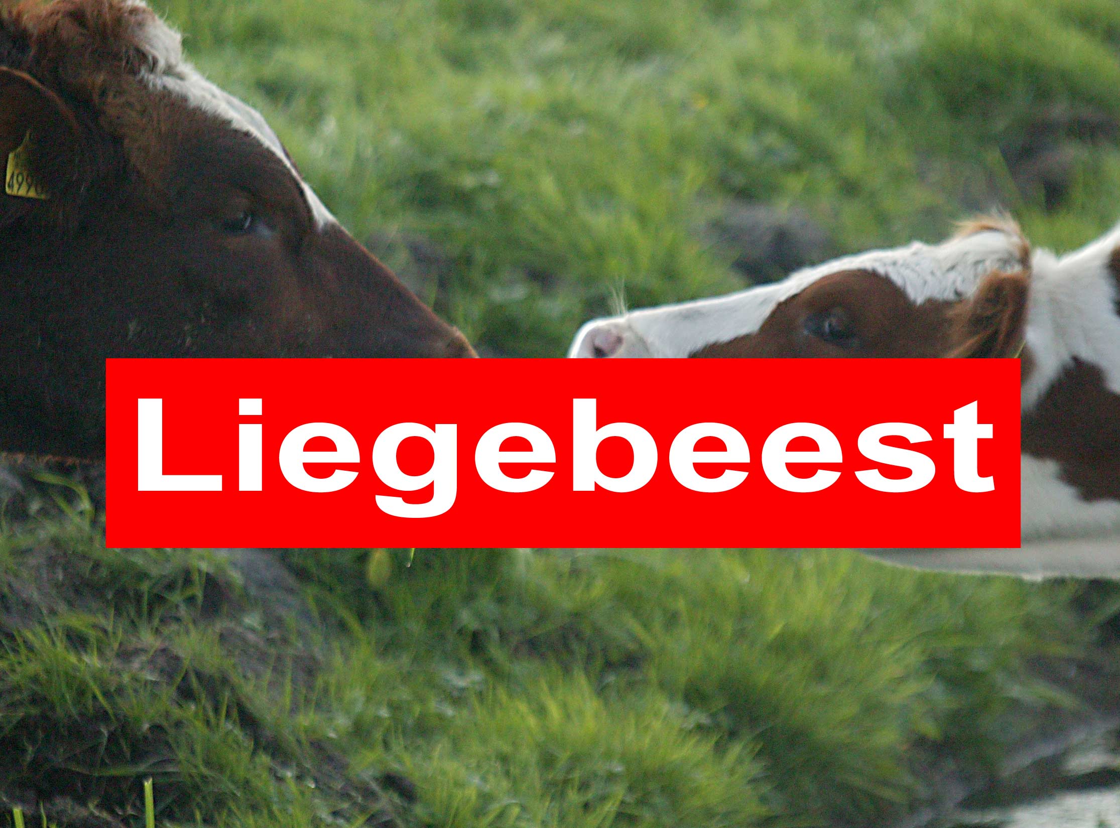 Albert Heijn, Jumbo, Campina, Rabobank en ECOstyle genomineerd als Liegebeest