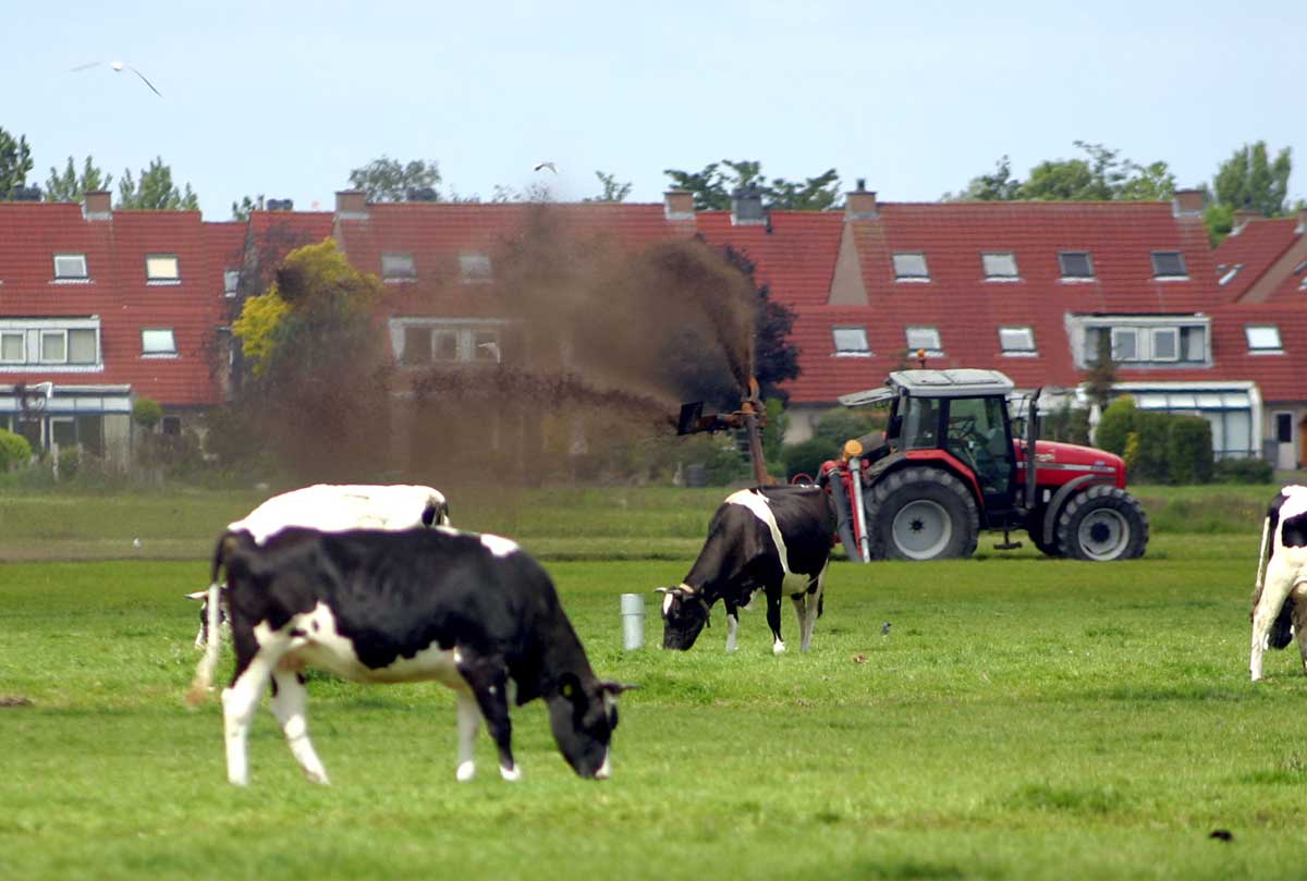 fosfaatreductie-melkveehouderij-koe-weiland-mest