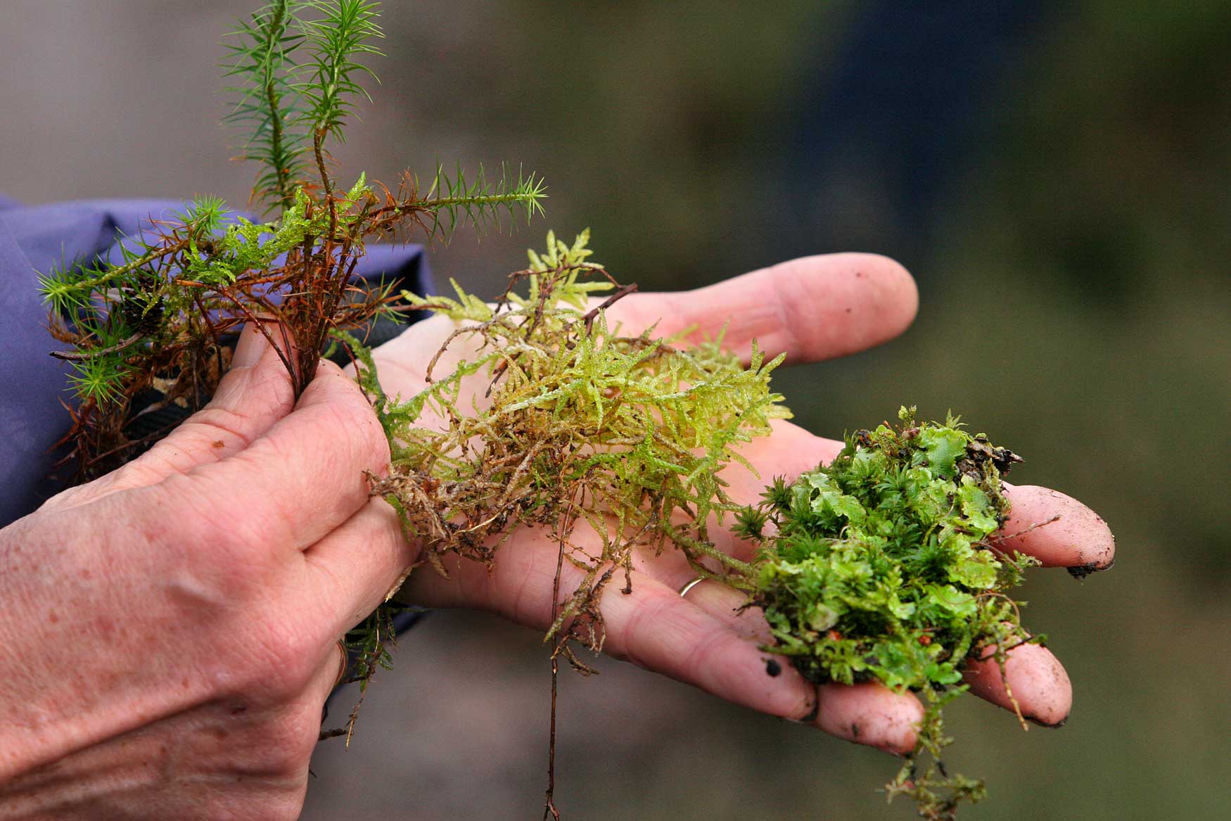 mossen-natuur-groen