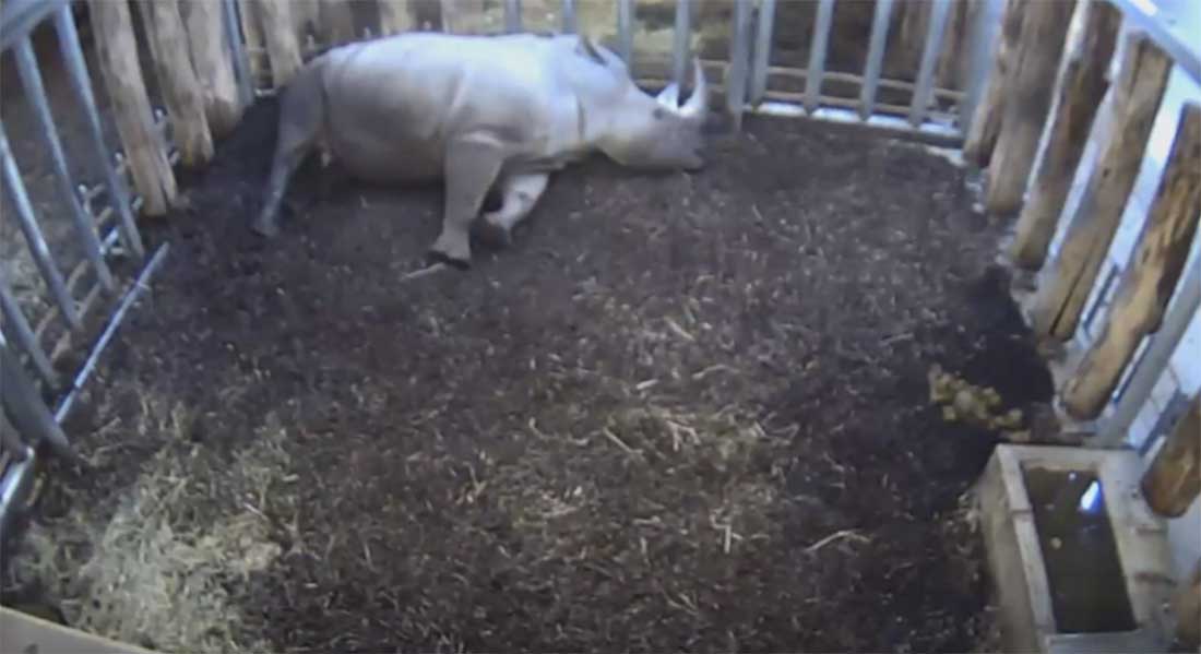 Neushoornjong doodgeboren in Burgers' Zoo Arnhem