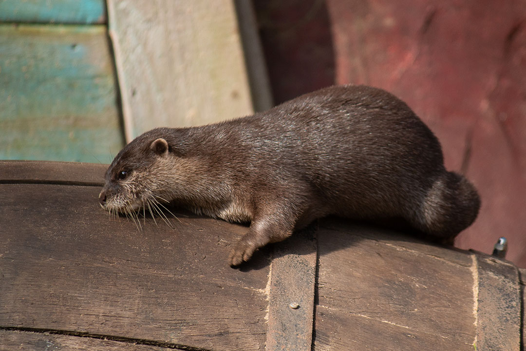 Twee otterbroertjes gearriveerd in DierenPark Amersfoort 