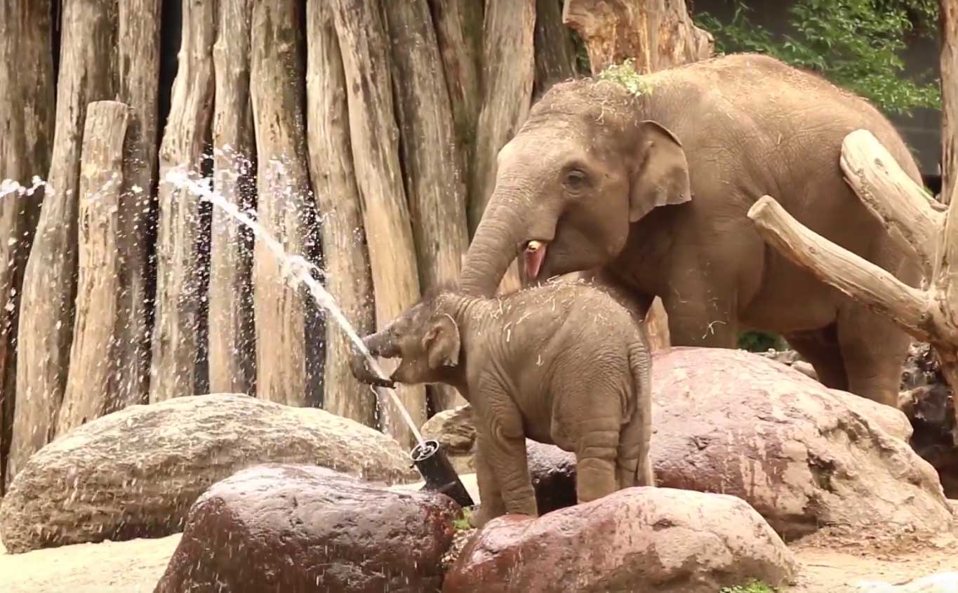 Olifantje Yunha blijkt echter 'waterrat'