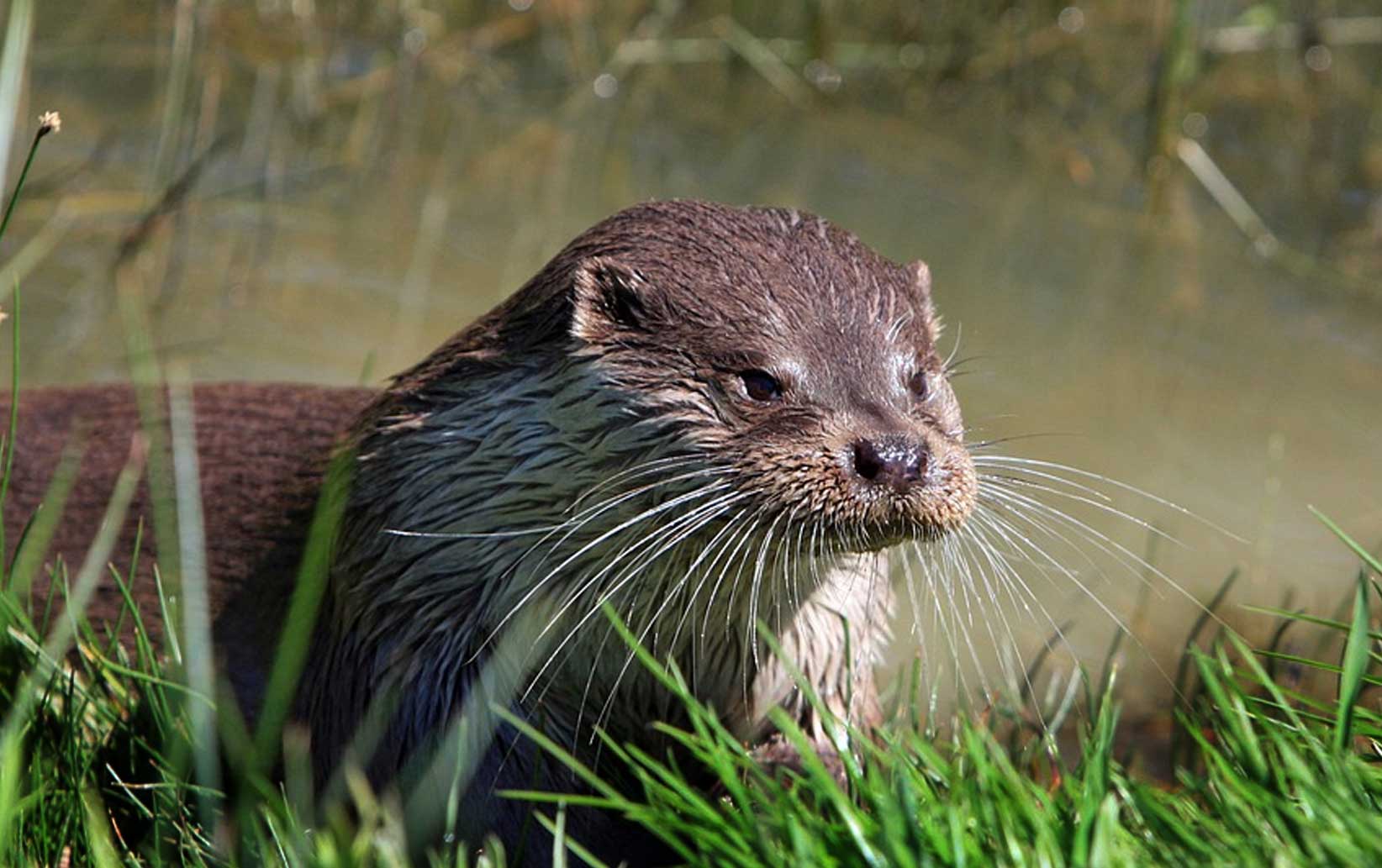 otter-natuur-gras