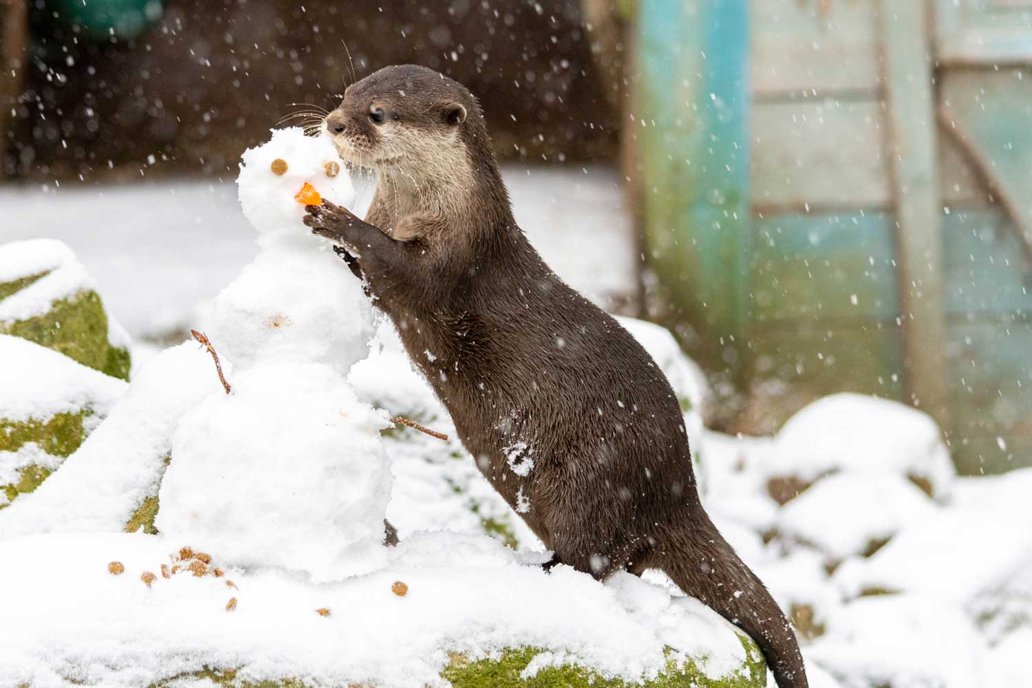 otter-sneeuwpop