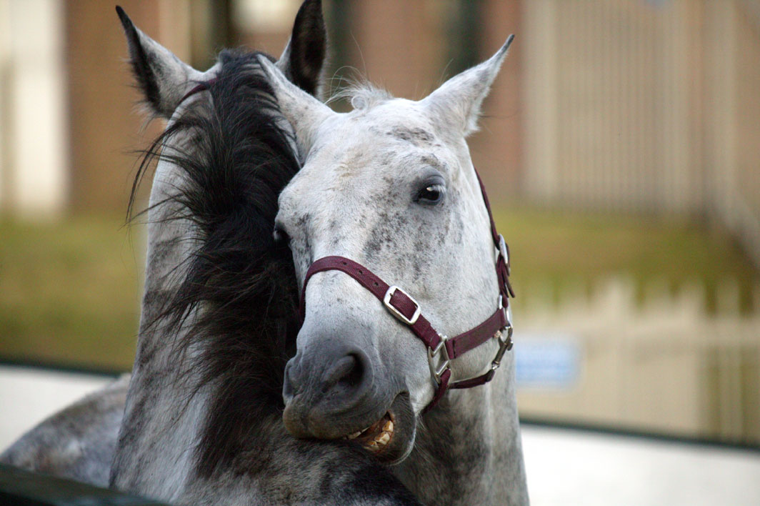 61 paarden mishandeld door mogelijk paardenmishandelaar​ 