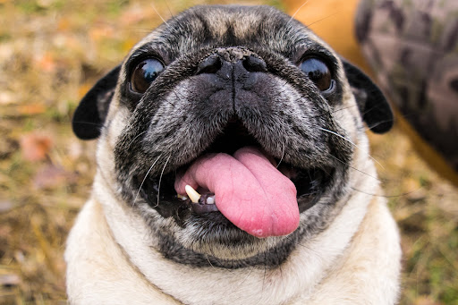 PUG