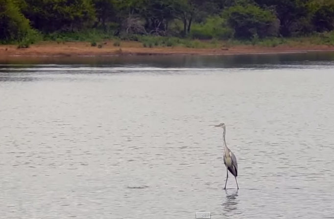 Reiger toont surfcapriolen