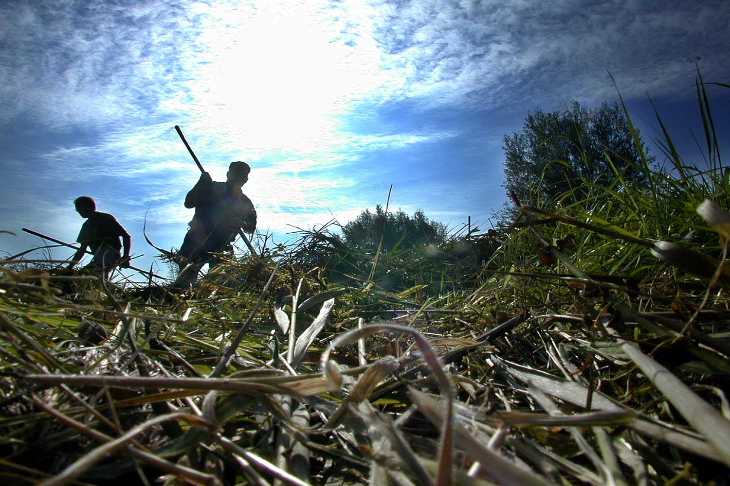 riet-hooien-riek-waterstand