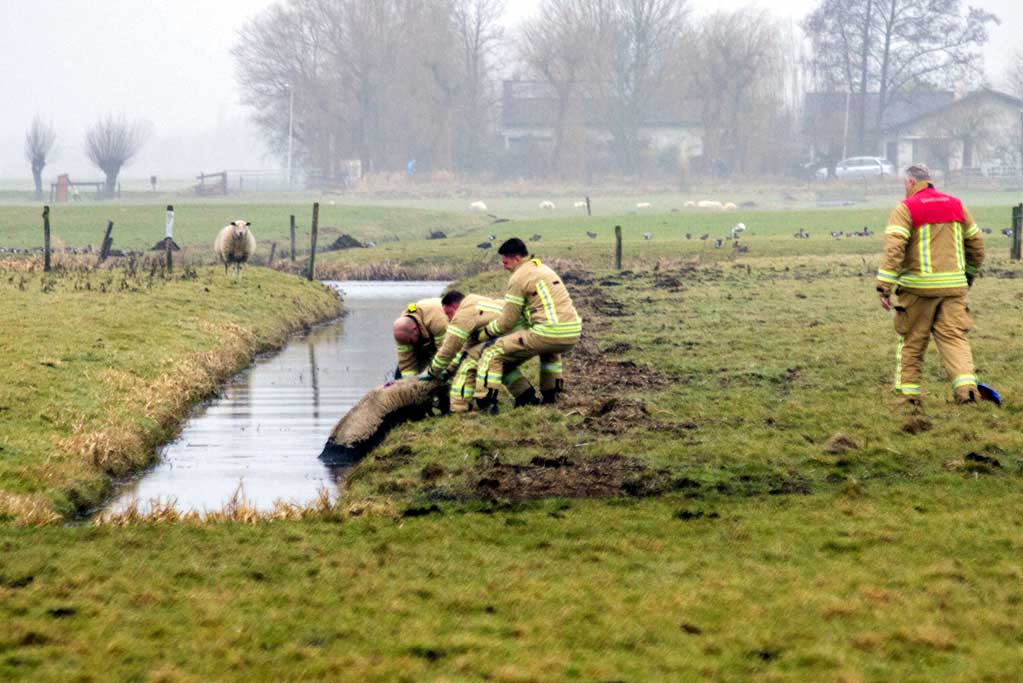 Schaap op het droge gezet