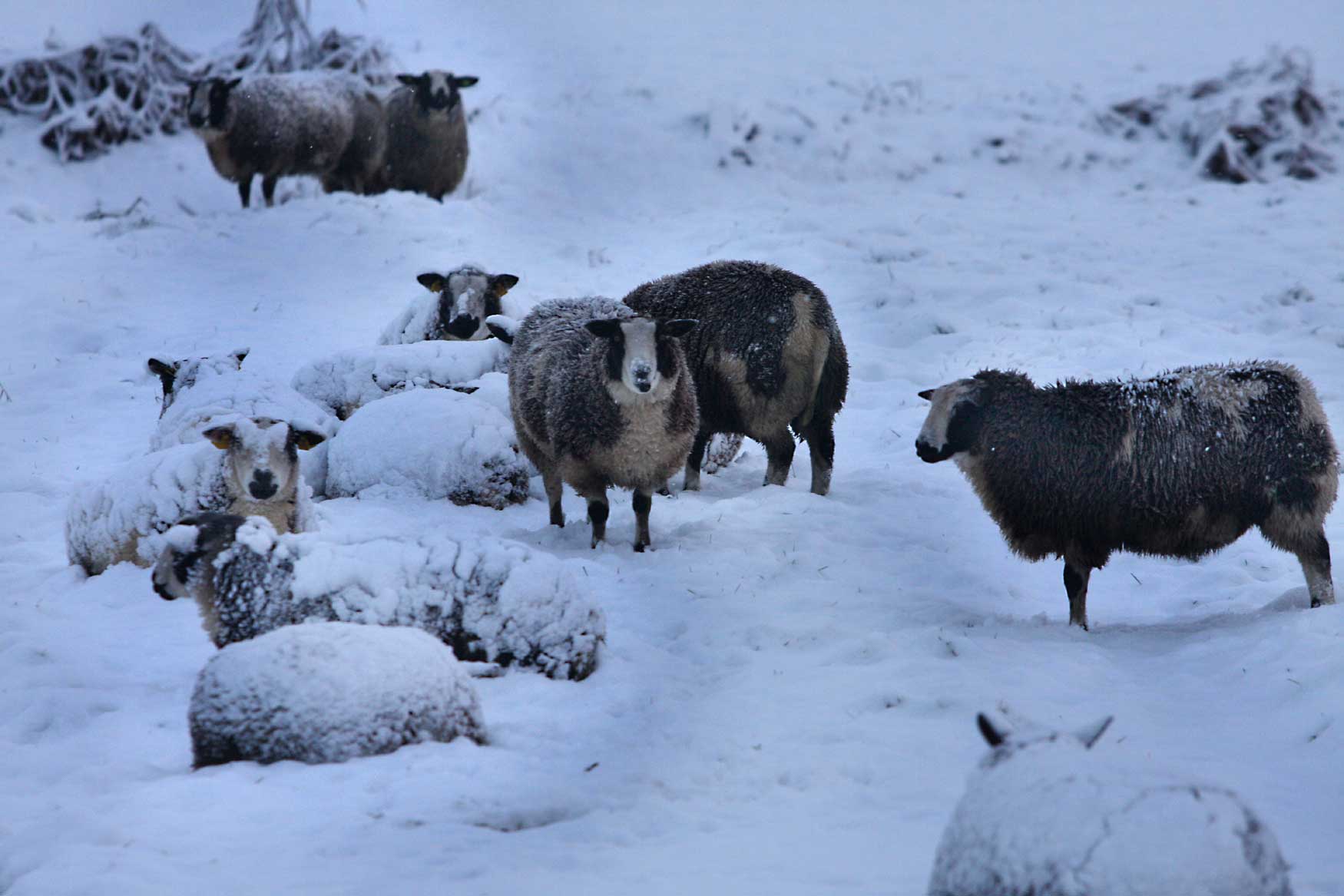 schapen-sneeuw-schemer-weiland