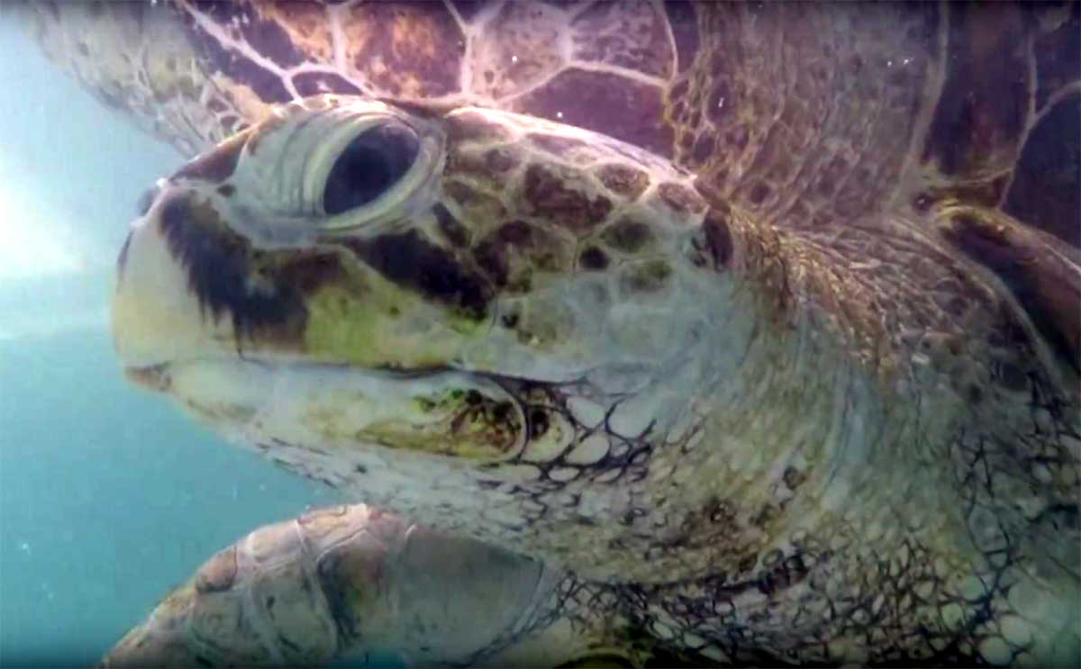 Schildpad blijkt zwemmende 'spaarpot' te zijn