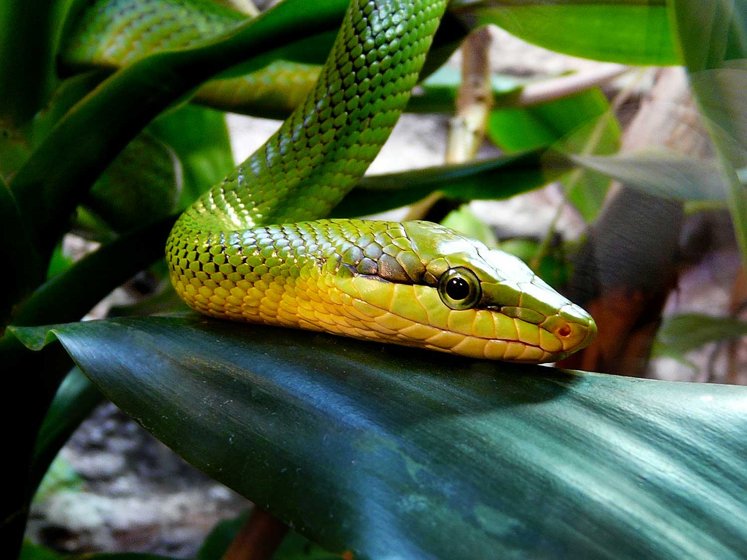 slang-groene-mamba-koraalslang