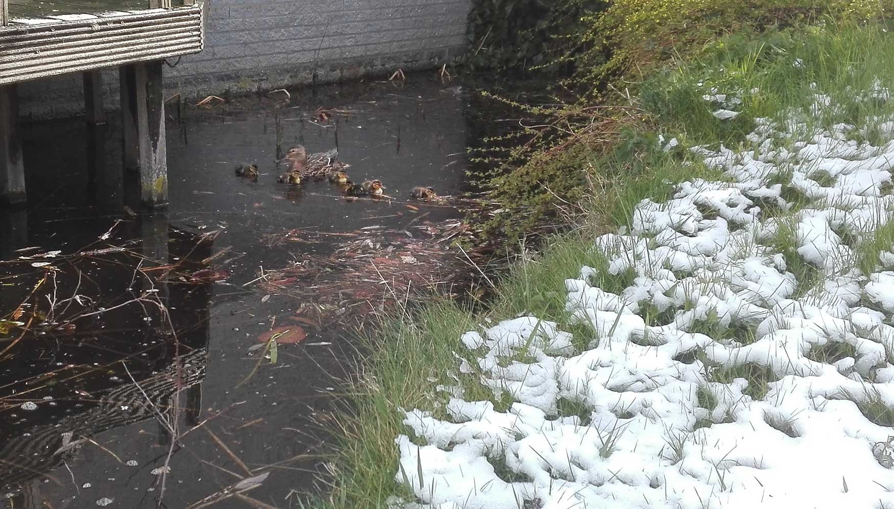 sneeuw-winter-eend-pulletjes-lente