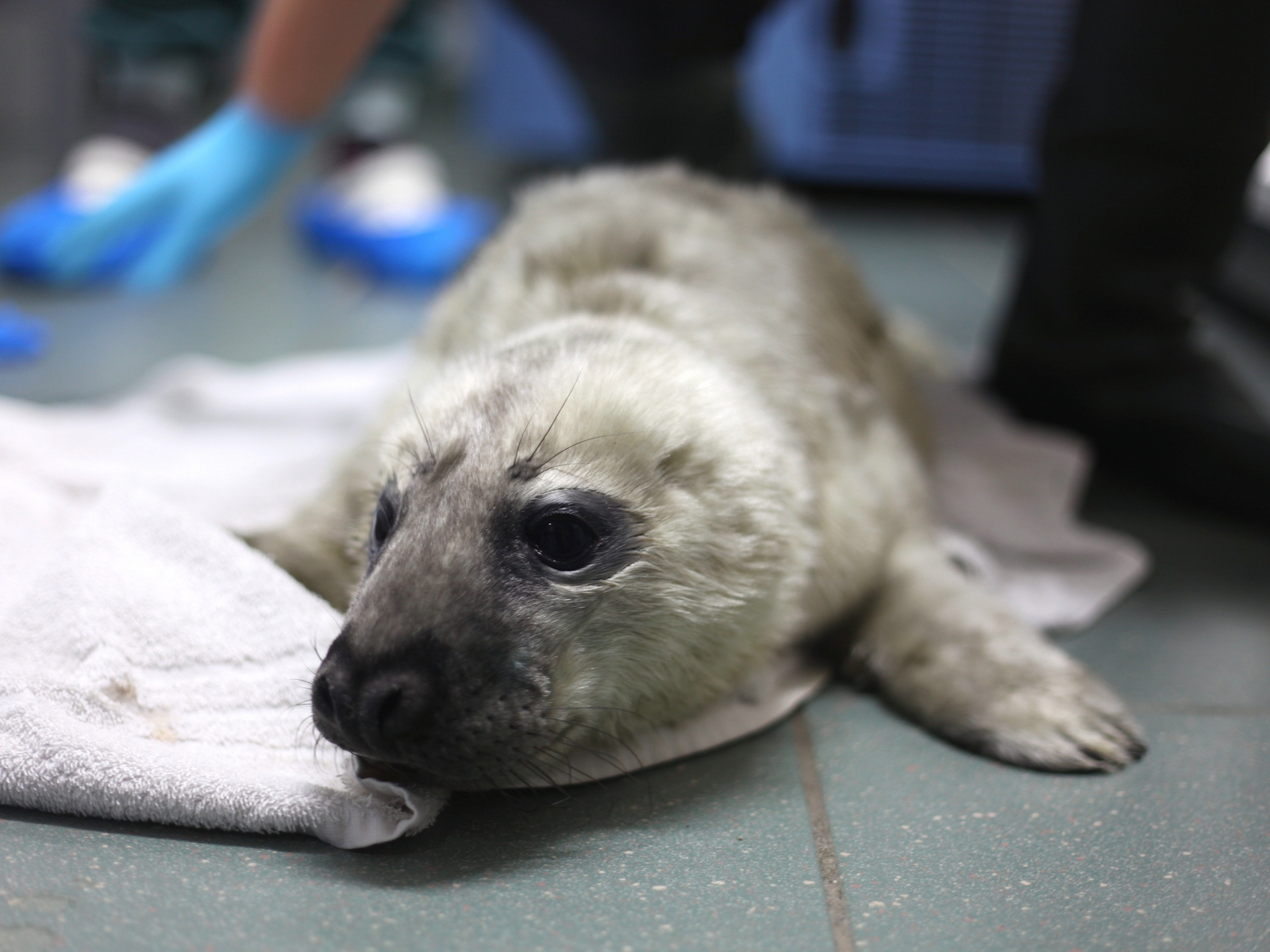 Grijze zeehondenbaby Snelle