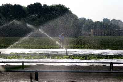 Foto van sproeien gewassen vanwege droogte | Archief EHF