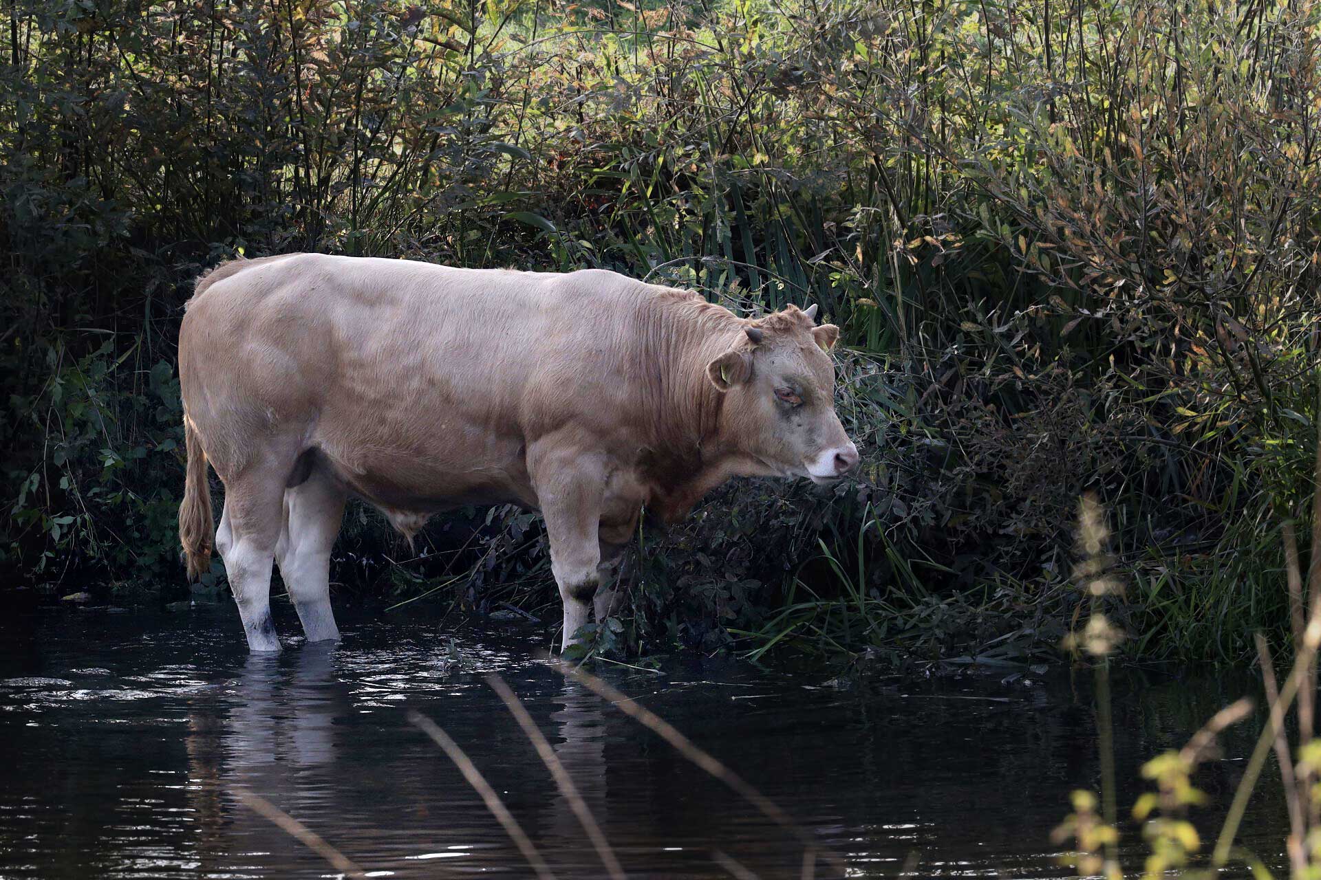 stier-water