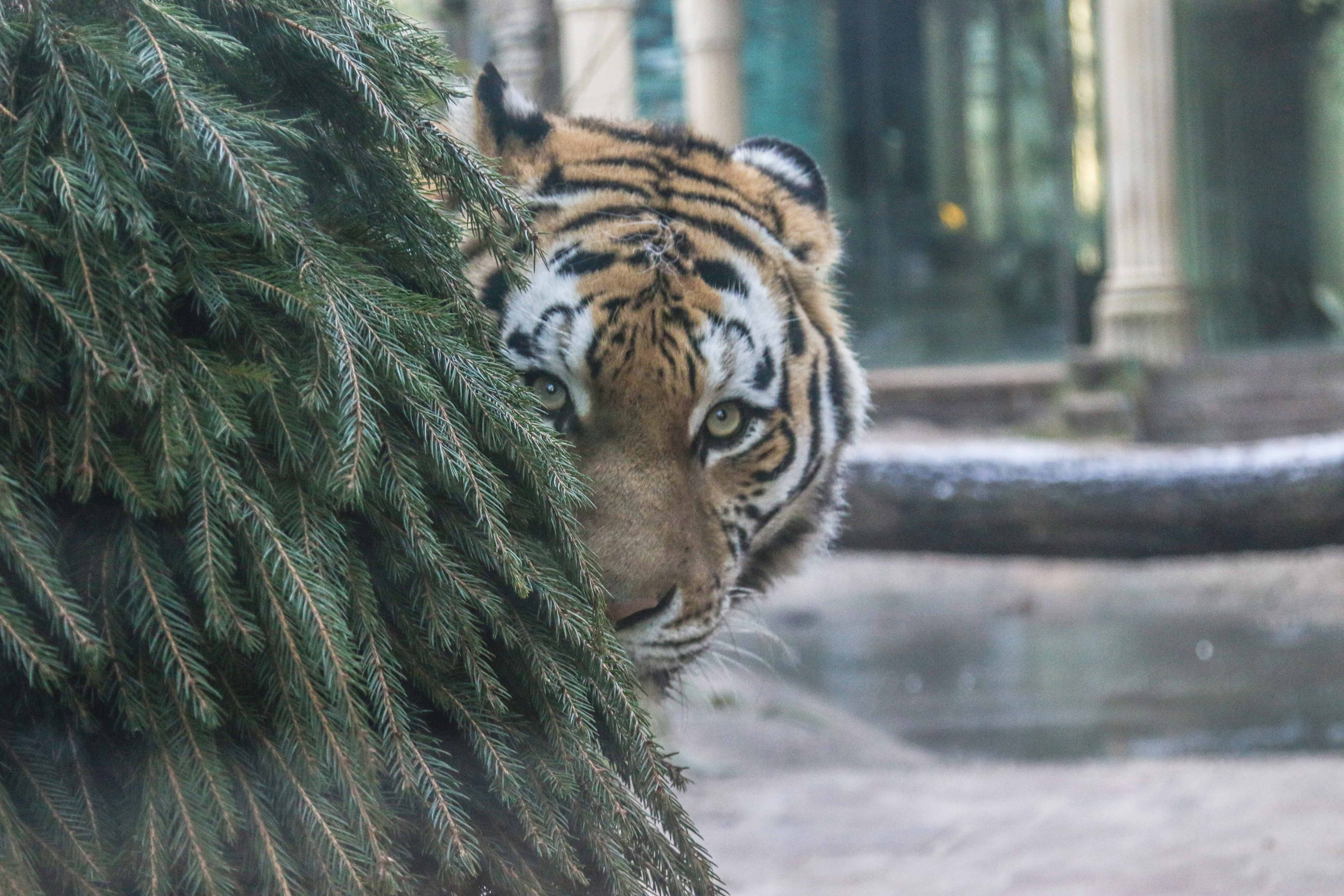 Kerstboom inleveren voor de dieren in DierenPark Amersfoort  