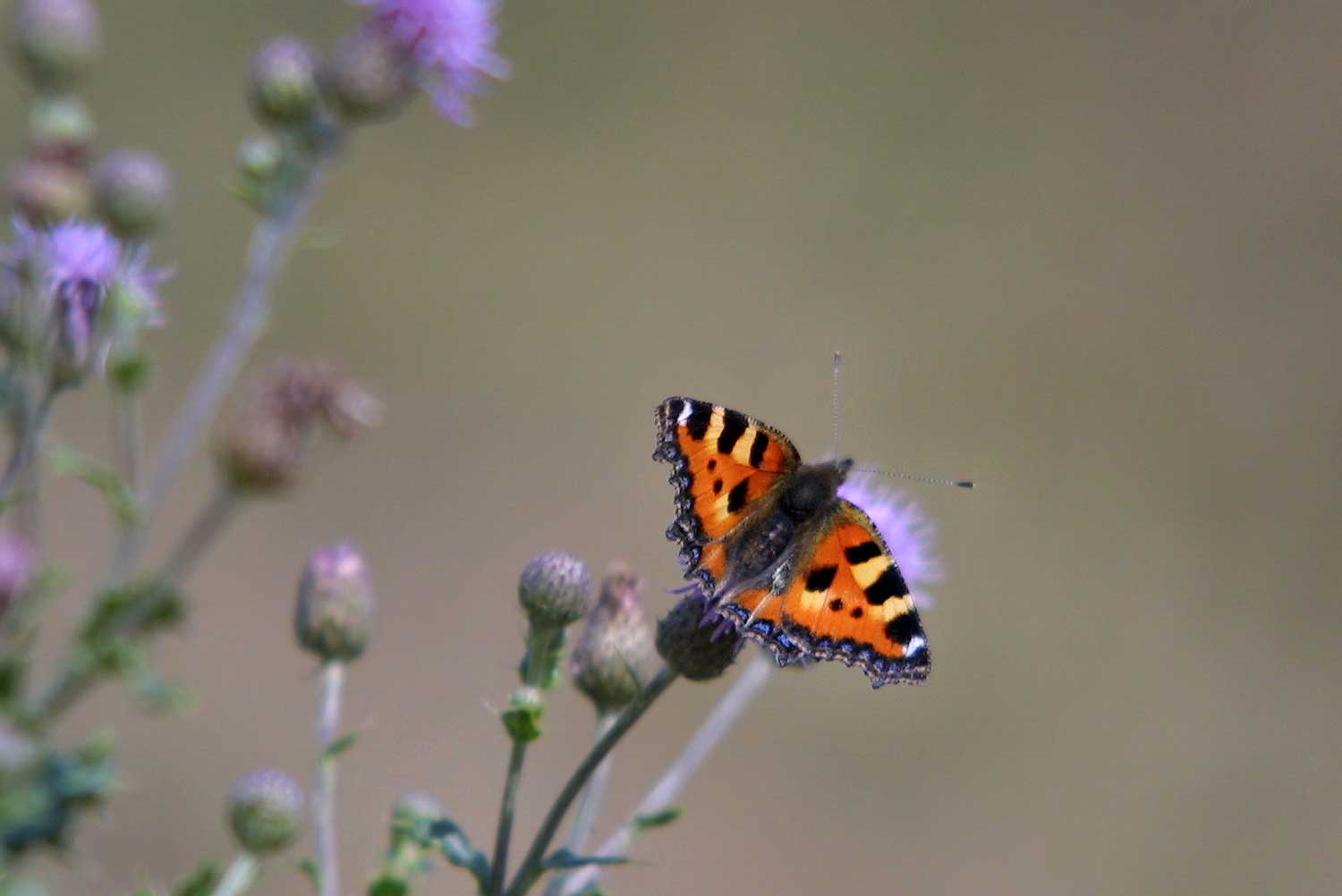 vlinder-bloem-natuur