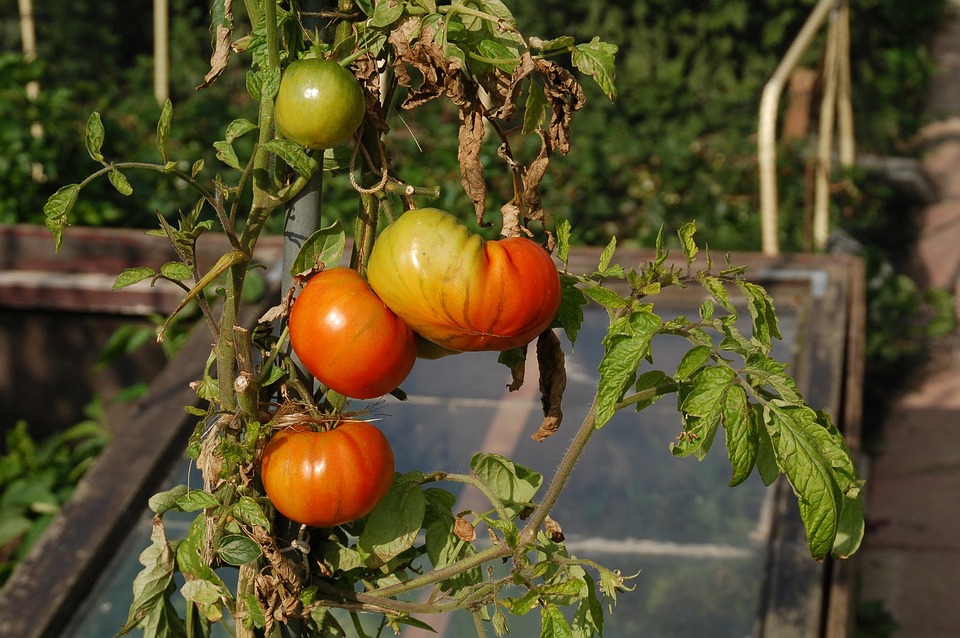 Tomaten in volkstuin