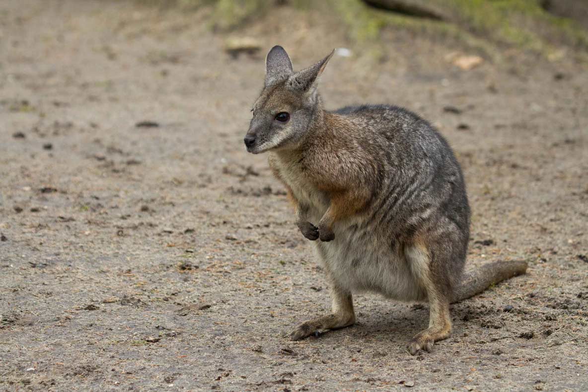 Wallabyjong ontdekt in DierenPark Amersfoort