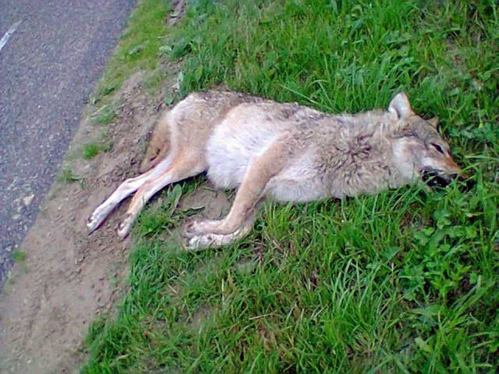 Foto van doodgereden wolf | Janneke van der Linde