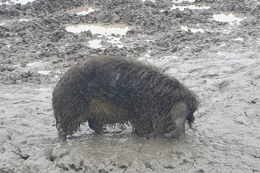 Wolvarken in dikke laag modder