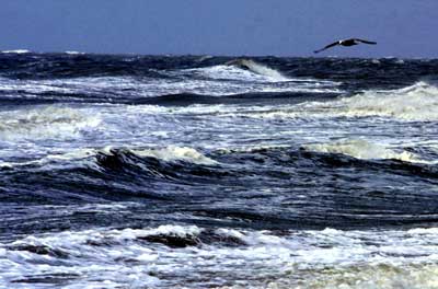 Foto van zee Noordzee meeuw | Archief EHF