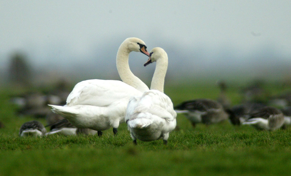 Vogelgriepcontrole op wilde vogels